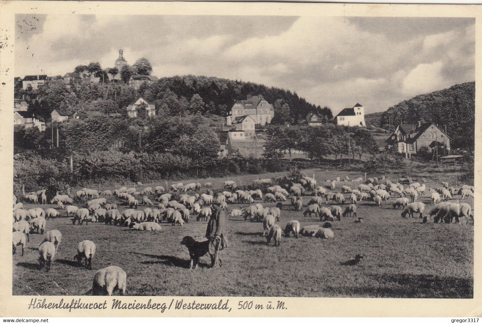 3377)  MARIENBERG - Westerwald - Schäfer Mit Hund Und Schafen - Häuser Im Hintergrund ALT !! 1938 - Bad Marienberg