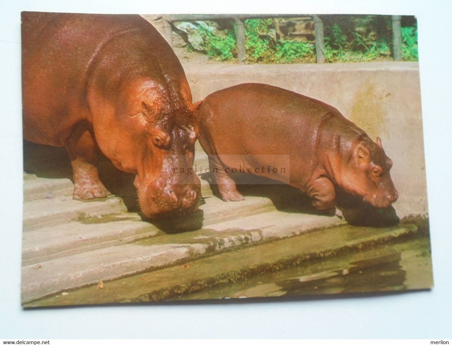 D178254  Hippo  Hippopotamus  Flusspferde - Hippopotames