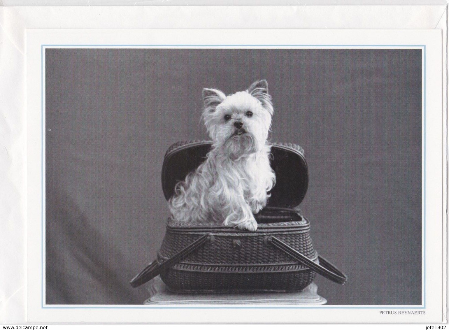 Postogram 061 / 92 - Hondje - P. Reynaerts - Westie - Postogram