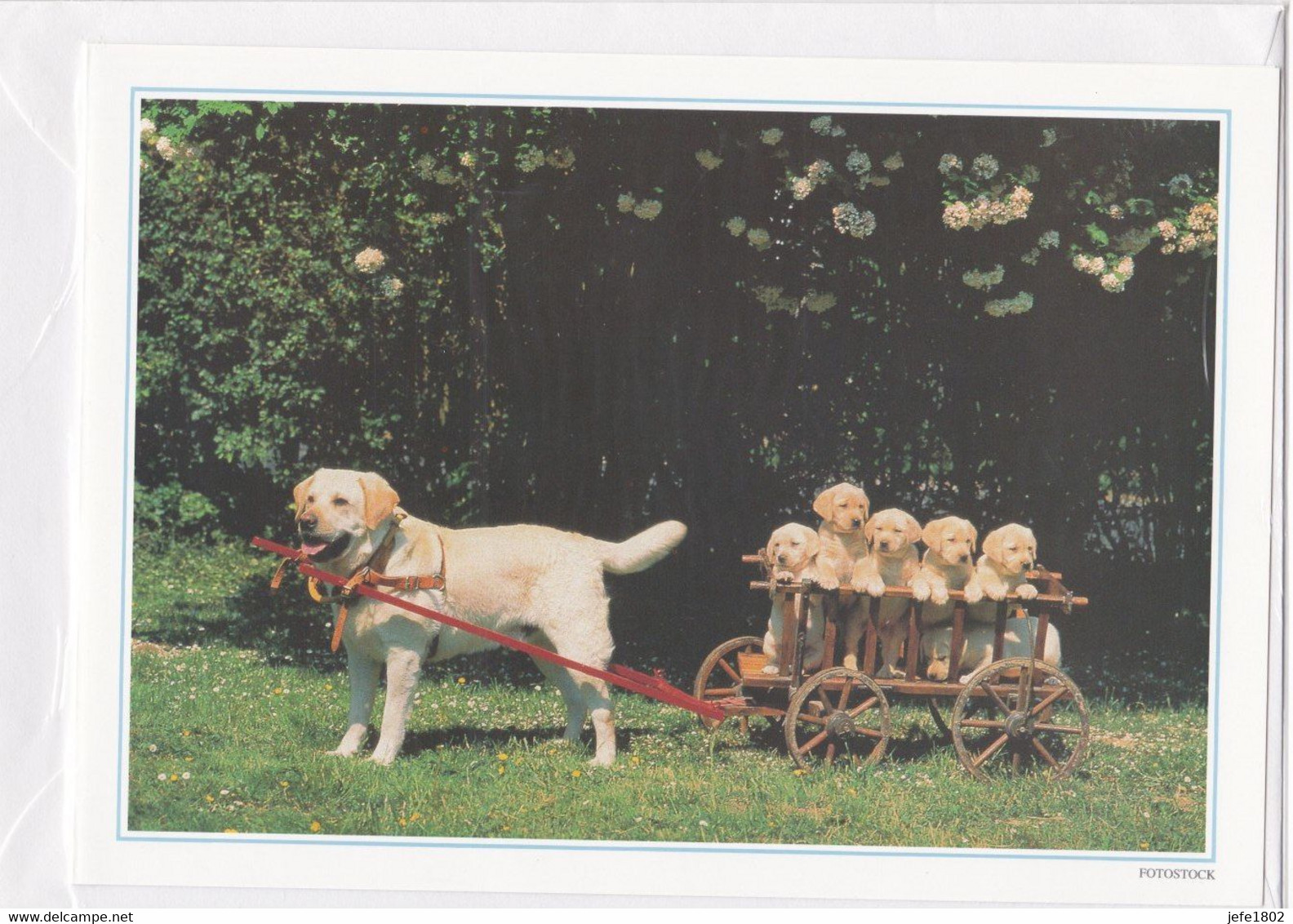 Postogram 086 / 95 - Hondekar - Fotostock - Happy Birthday - Labrador - 5 Little Dogs - Postogram