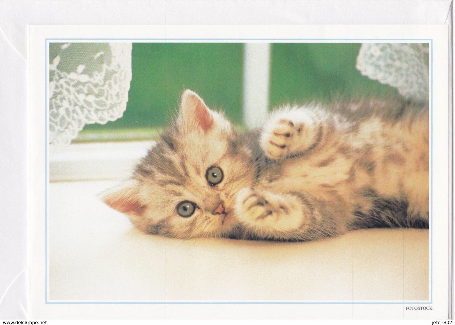 Postogram 087 / 95 - Poes - Fotostock - Kitten - Little Cat - Postogram