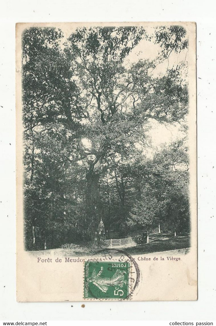 Cp , Arbre , 92 , Forêt De MEUDON , Le CHËNE DE LA VIERGE , Dos Simple , Voyagée - Trees