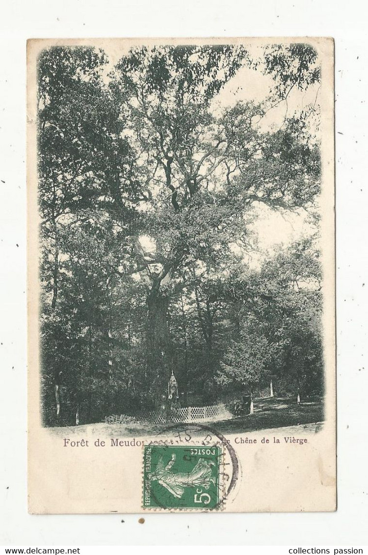 Cp , Arbre , 92 , Forêt De MEUDON , Le CHËNE DE LA VIERGE , Dos Simple , Voyagée - Árboles