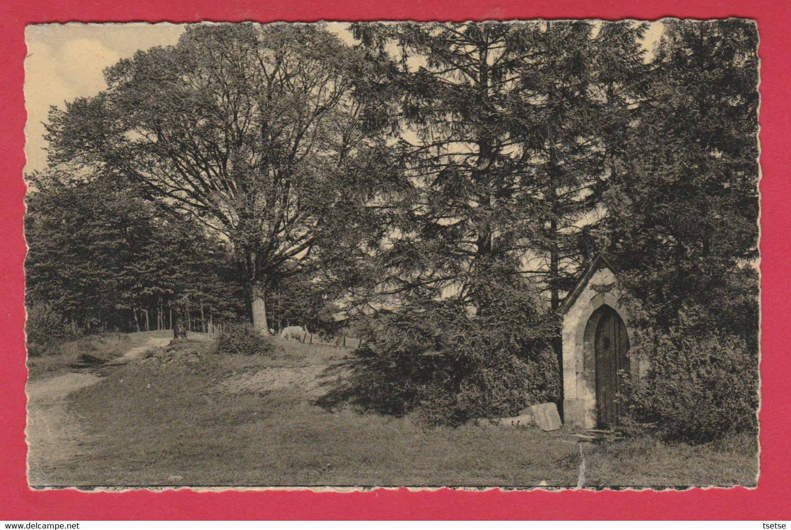 Aye - La Chapelle De St. Donat Et Les Trois Tilleuls -1958 ( Voir Verso ) - Marche-en-Famenne