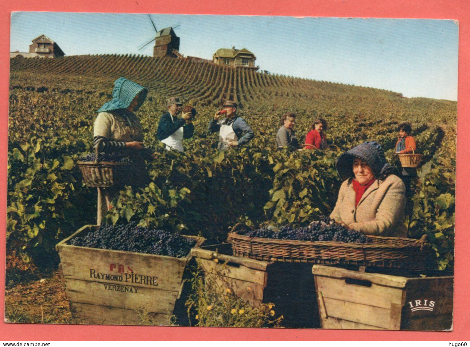 Vendanges En Champagne - Champagne-Ardenne