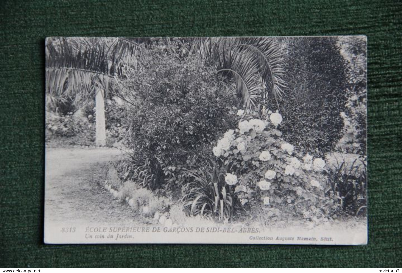 SIDI BEL ABBES - Ecole Supérieure De Garçons, Un Coin Du Jardin . - Sidi-bel-Abbes