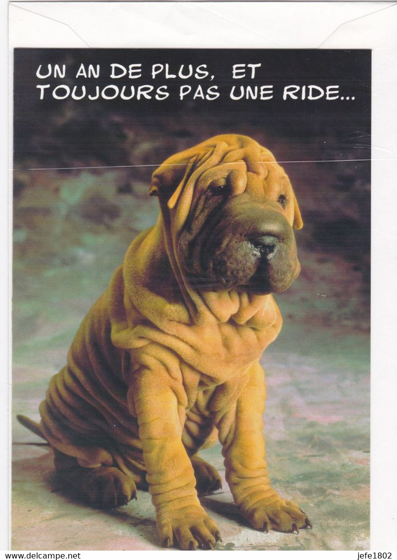 Postogram 108 F / 97 - Un An De Plus, Et Toujours Pas Une Ride ... - Diagenic - Shar Pei Dog - Postogram