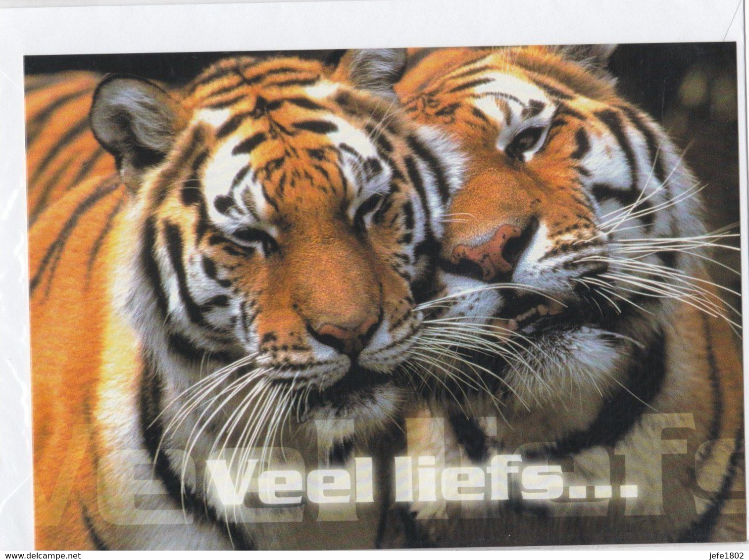 Postogram 173 N / 00 - Veel Liefs ... Tijger - Tigre - Tiger - Postogram