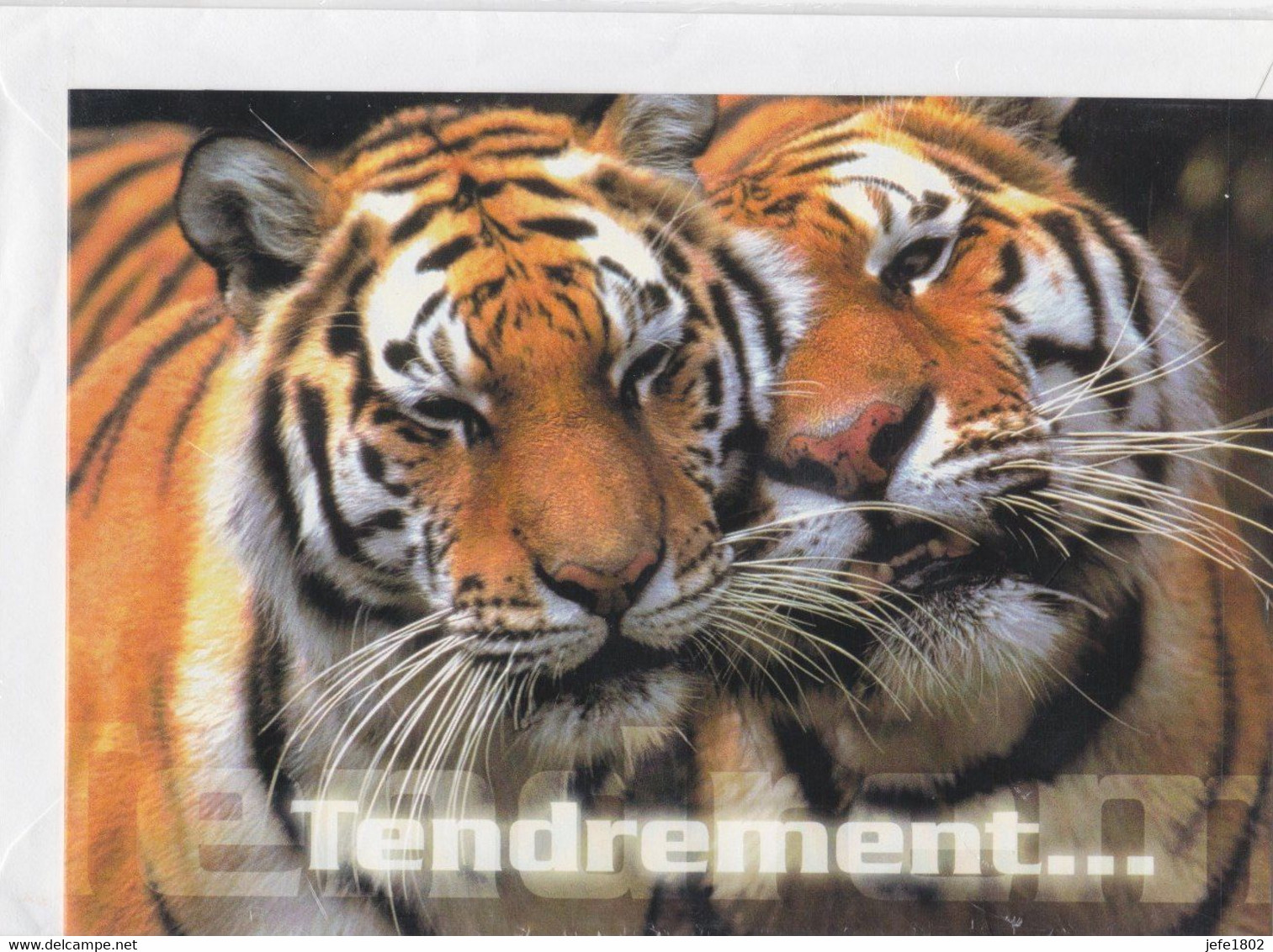 Postogram 174 F / 00 - Tendrement ... Tijger - Tigre - Tiger - Postogram