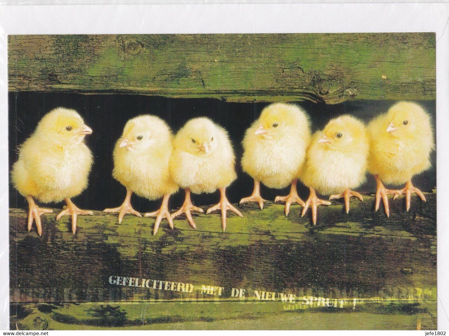Postogram 197 N   - Gefeliciteerd Met De Nieuwe Spruit ! Kuikentjes - Little Chickens - Postogram