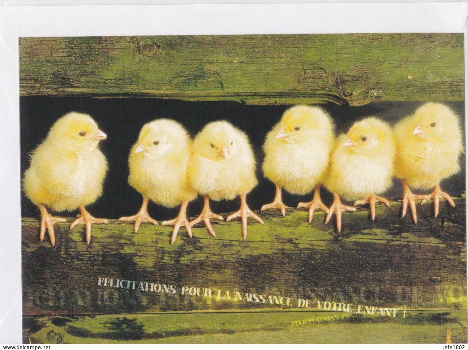 Postogram 198 F  - Félicitations Pour La Naissance De Votre Enfant ! - Kuikentjes - Little Chickens - Postogram