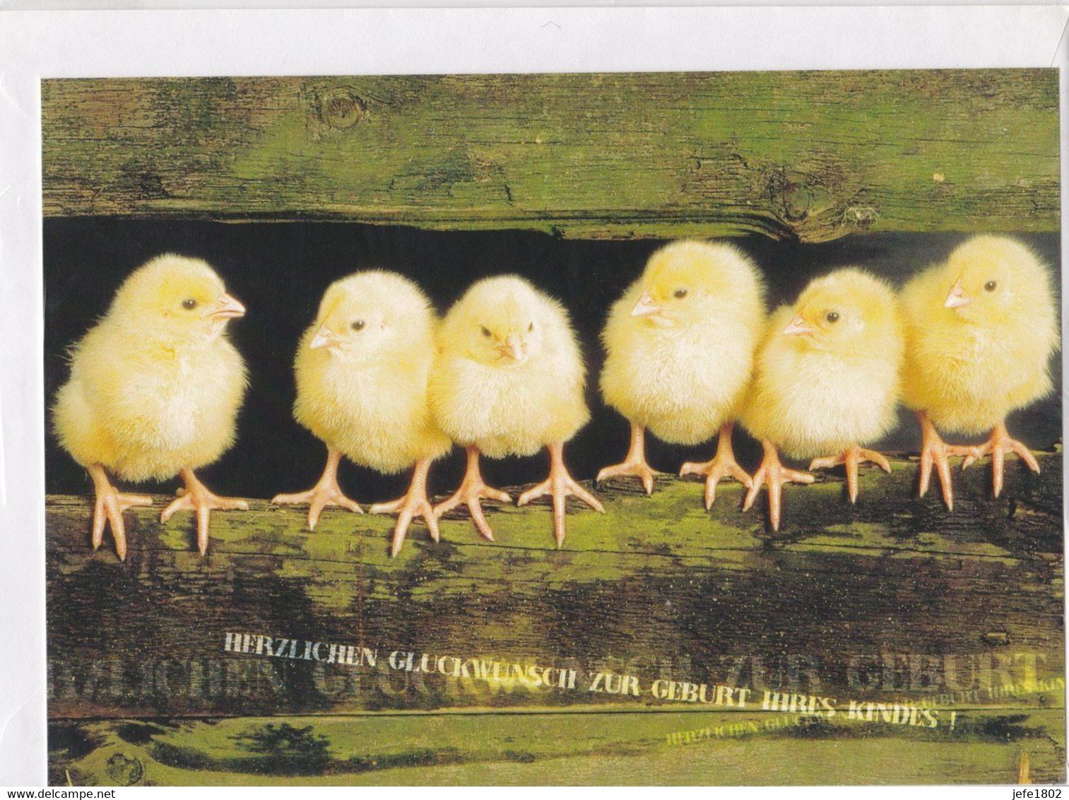 Postogram 199 D  - Herzlichen Glückwunsch Zur Geburt Ihres Kindes ! - Kuikentjes - Little Chickens - Postogram
