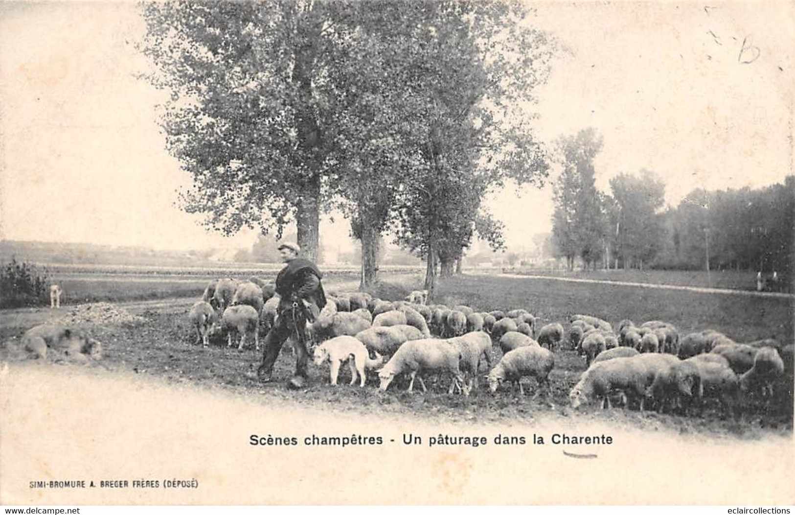 Divers          16       Scène Champêtre. Un Pâturage Dans La Charente  . Moutons .    (voir Scan) - Autres & Non Classés