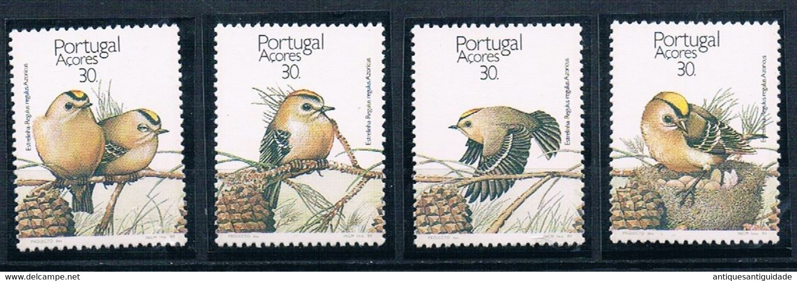 1989 - Portugal - Azores - Birds - Piciformes (pájaros Carpinteros)