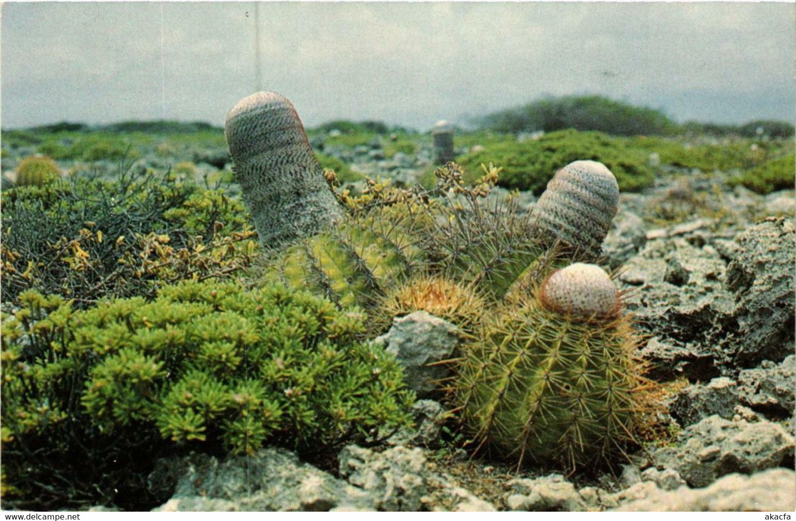 CPM AK Ball Cacti On Limestone Rocks Near Spelonk. BONAIRE (660284) - Bonaire