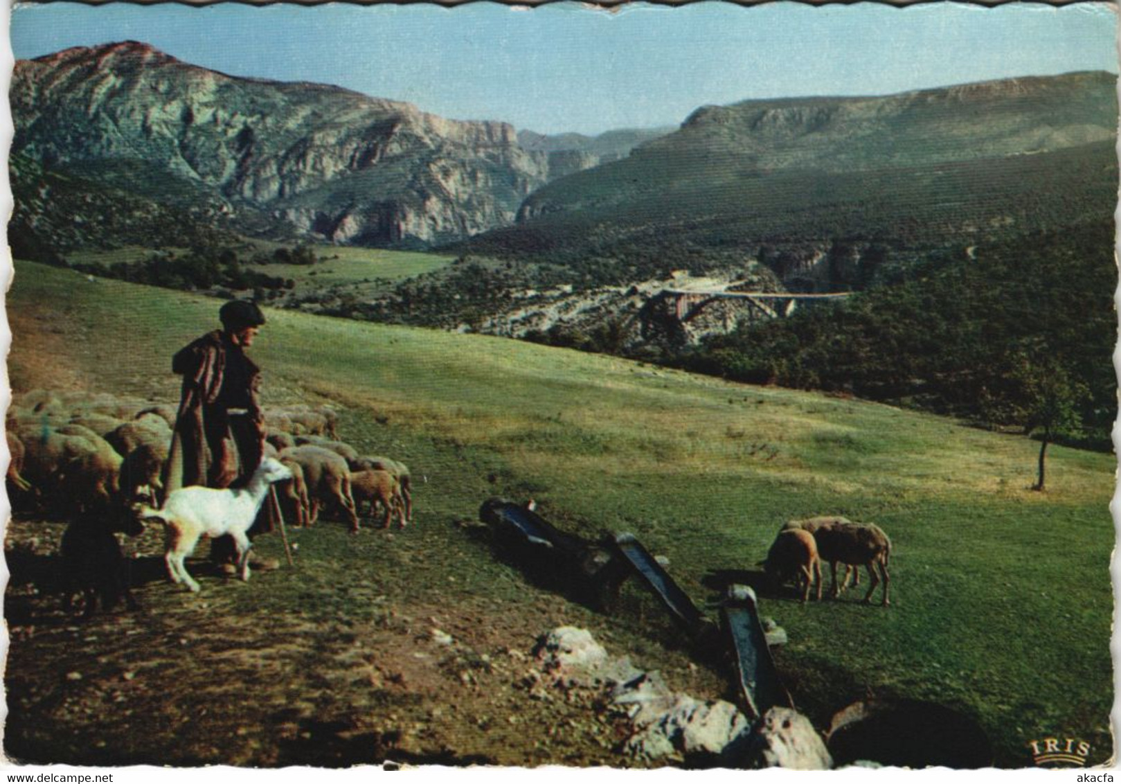 CPM Gorges Du Verdon - Le Pont De L'Artuby - Grand Canon - Shepherd (1113331) - Autres & Non Classés