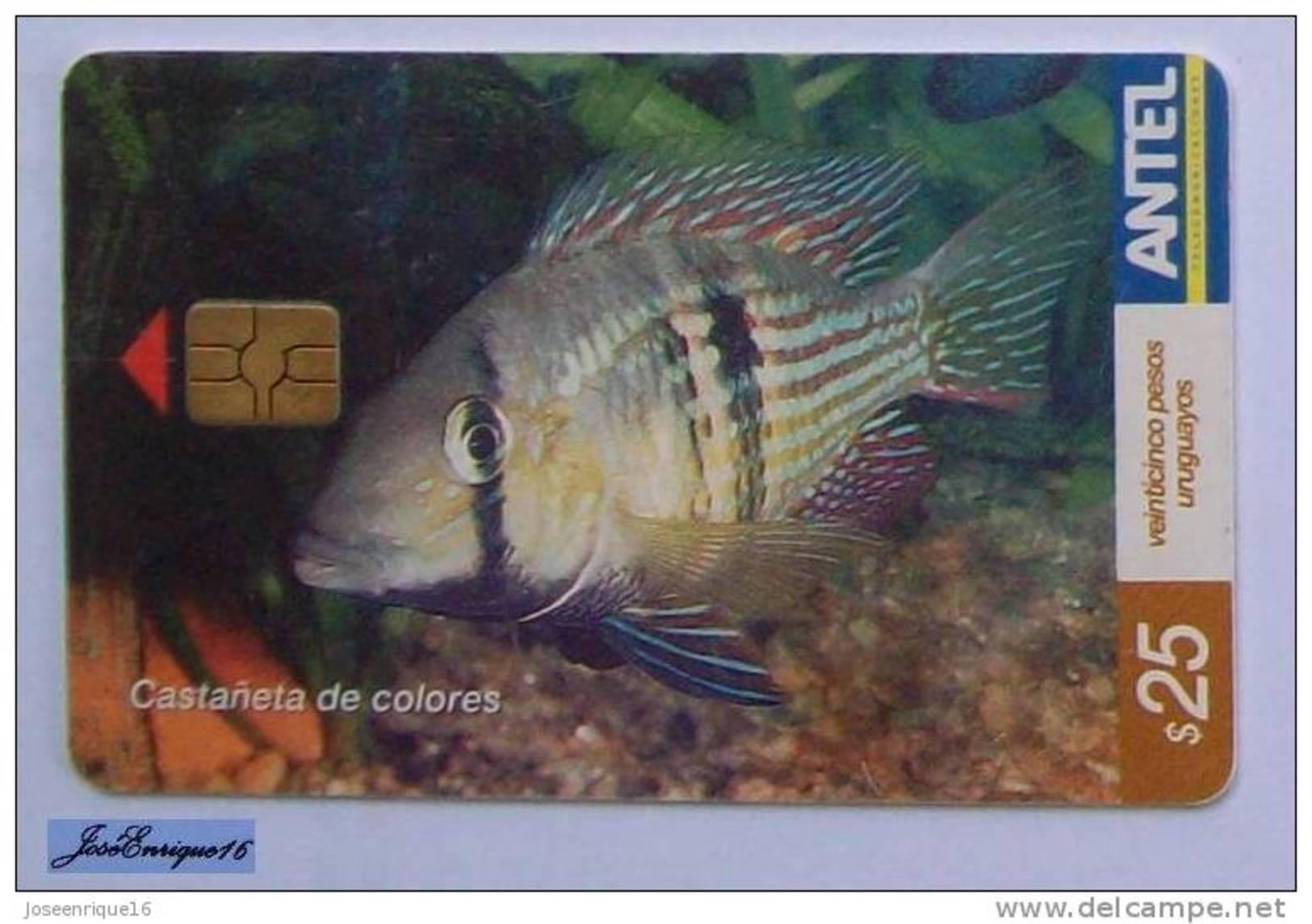 TC 409a PECES URUGUAY. - FISH -  CASTAÑETA DE COLORES, GYMNOGEOPHAGUS RHABDOTUS. ANTEL - Uruguay