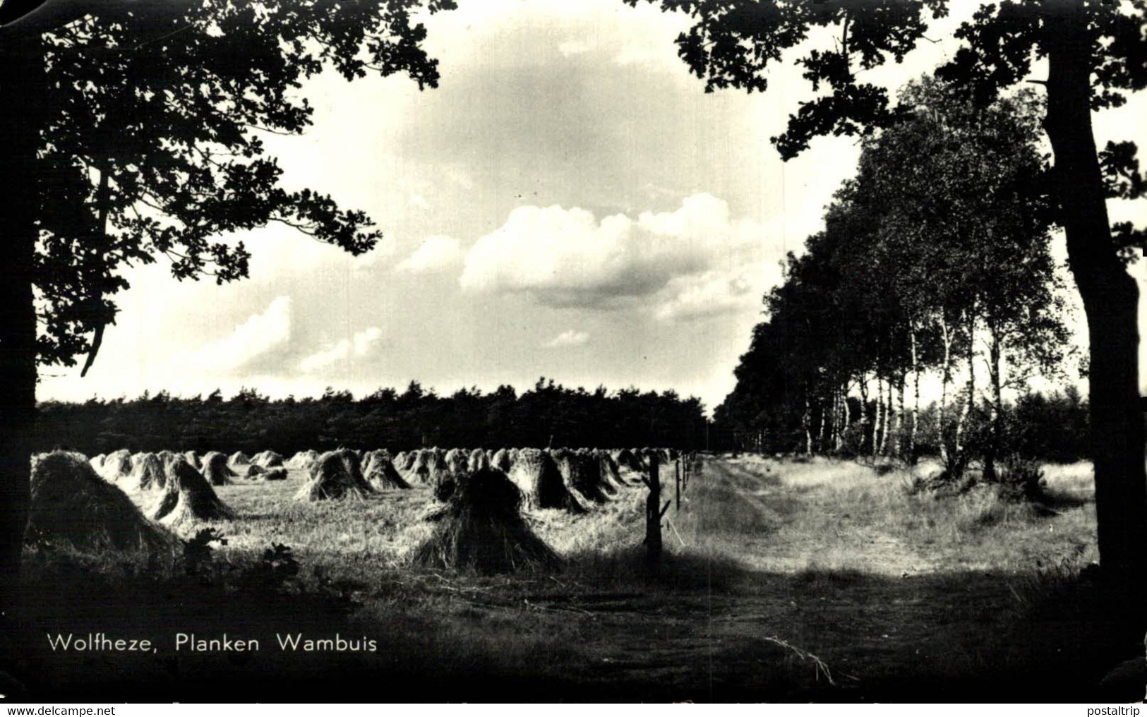 Wolfheze Planken Wambuis Renkum Gelderland Landbouw HOLLAND HOLANDA NETHERLANDS - Renkum