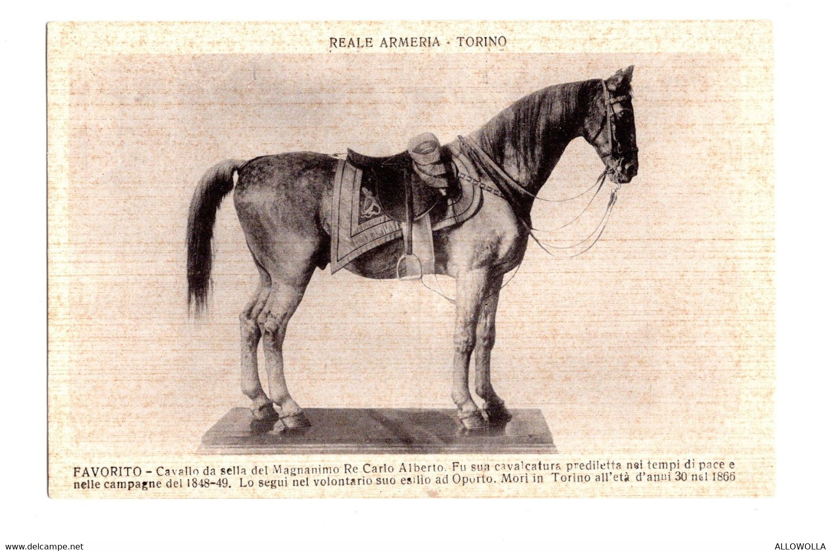 12169 " REALE ARMERIA-TORINO.FAVORITO-CAVALLO DA SELLA DEL MAGNANIMO RE CARLO ALBERTO "-VERA FOTO-CART. NON SPED. - Museums