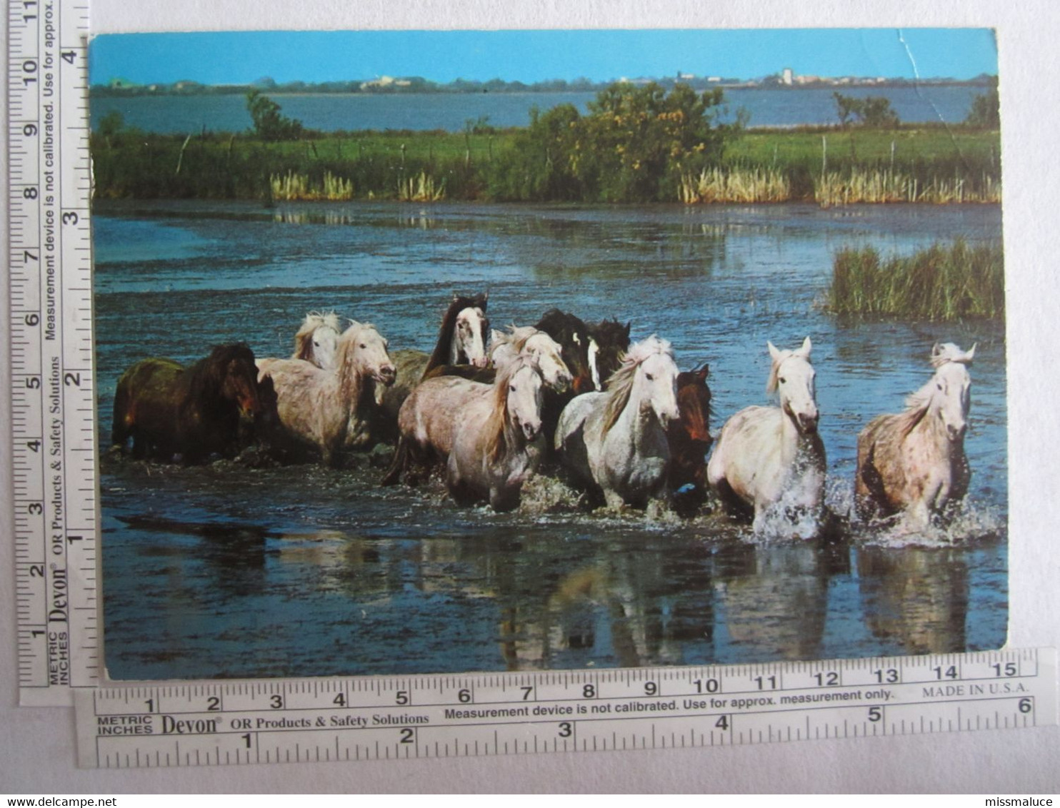 Chevaux Cheval La Camargue - Caballos