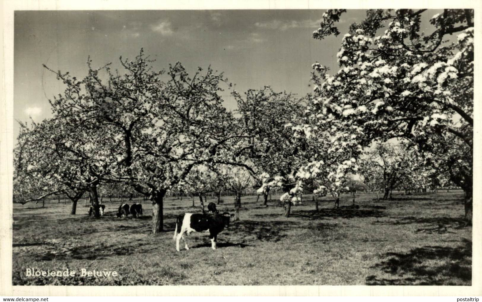 BETUWE Bloeiende Grazende Koe Cow Bloeiende Bomen Arbres Fleuris Voorjaar Spring  HOLLAND HOLANDA NETHERLANDS - Altri & Non Classificati