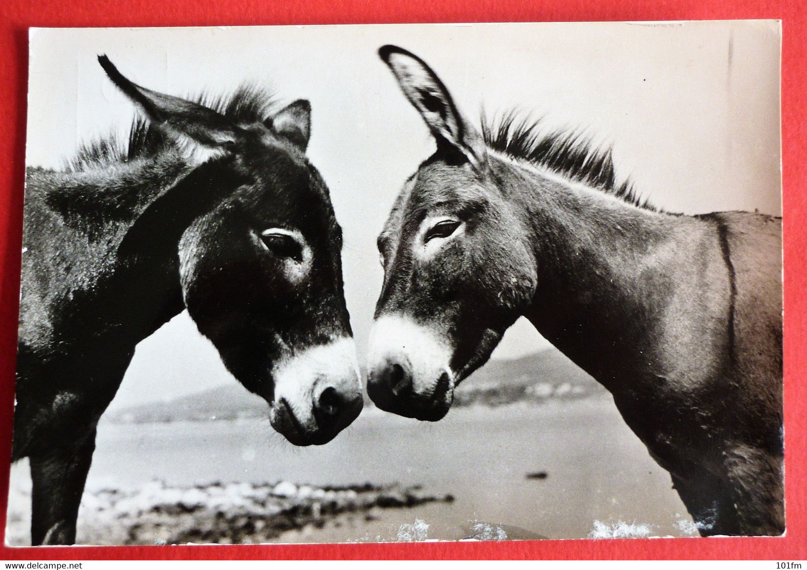 DONKEYS , OLD POSTCARD - Esel