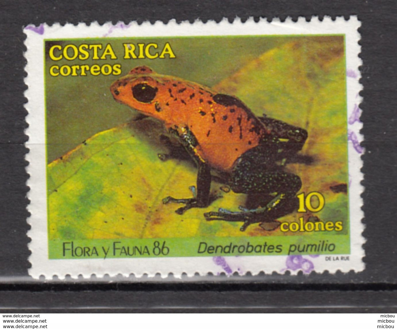 Costa Rica, Grenouille, Frog - Frösche