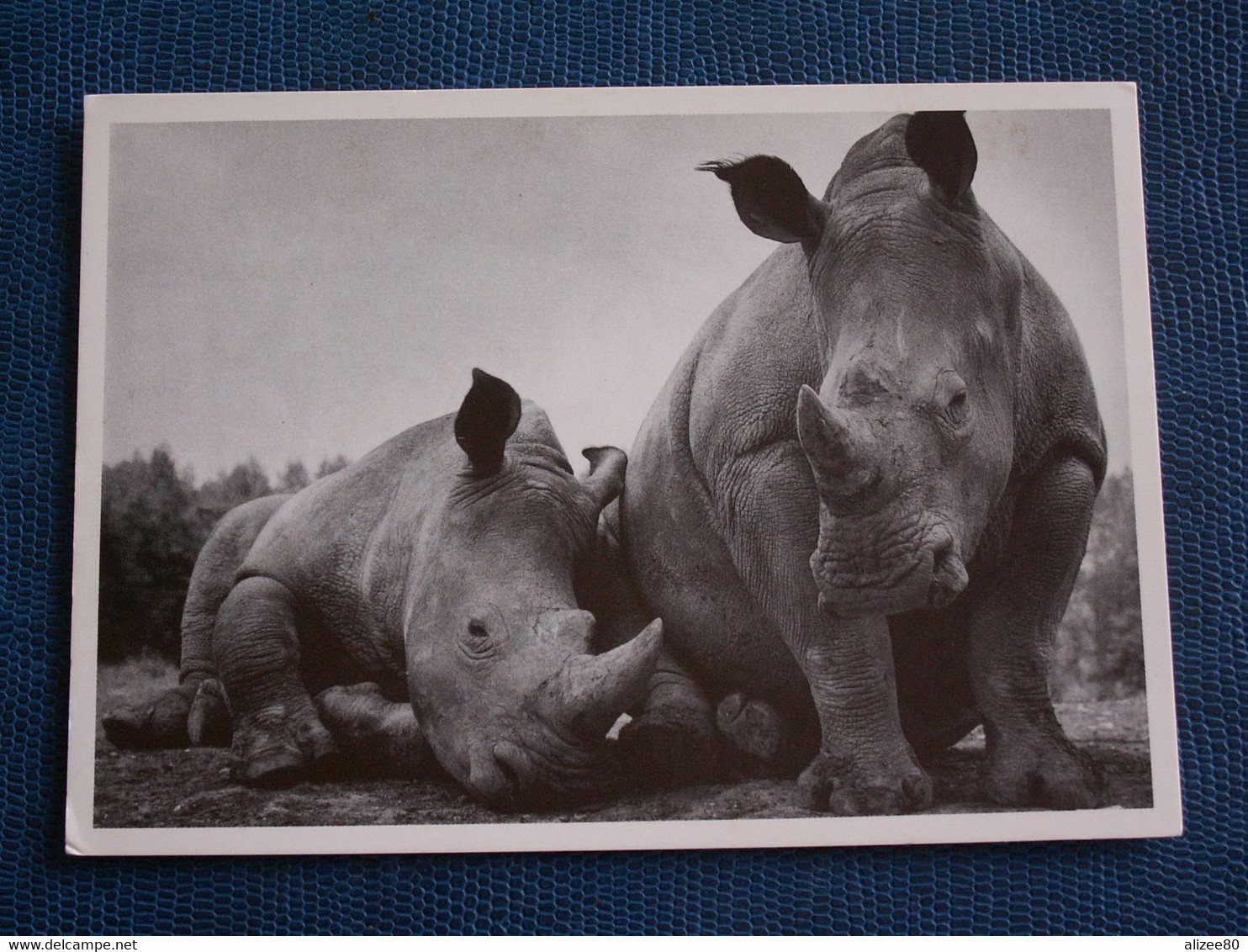 CARTE  POSTALE  RHINOCEROS - Rhinoceros