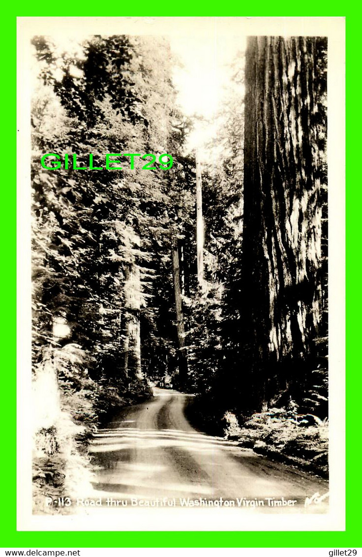 SPOKANE, WA - ROAD THRU BEAUTIFUL WASHINGTON VIRGIN TIMBER -  REAL PHOTOGRAPH - - Spokane