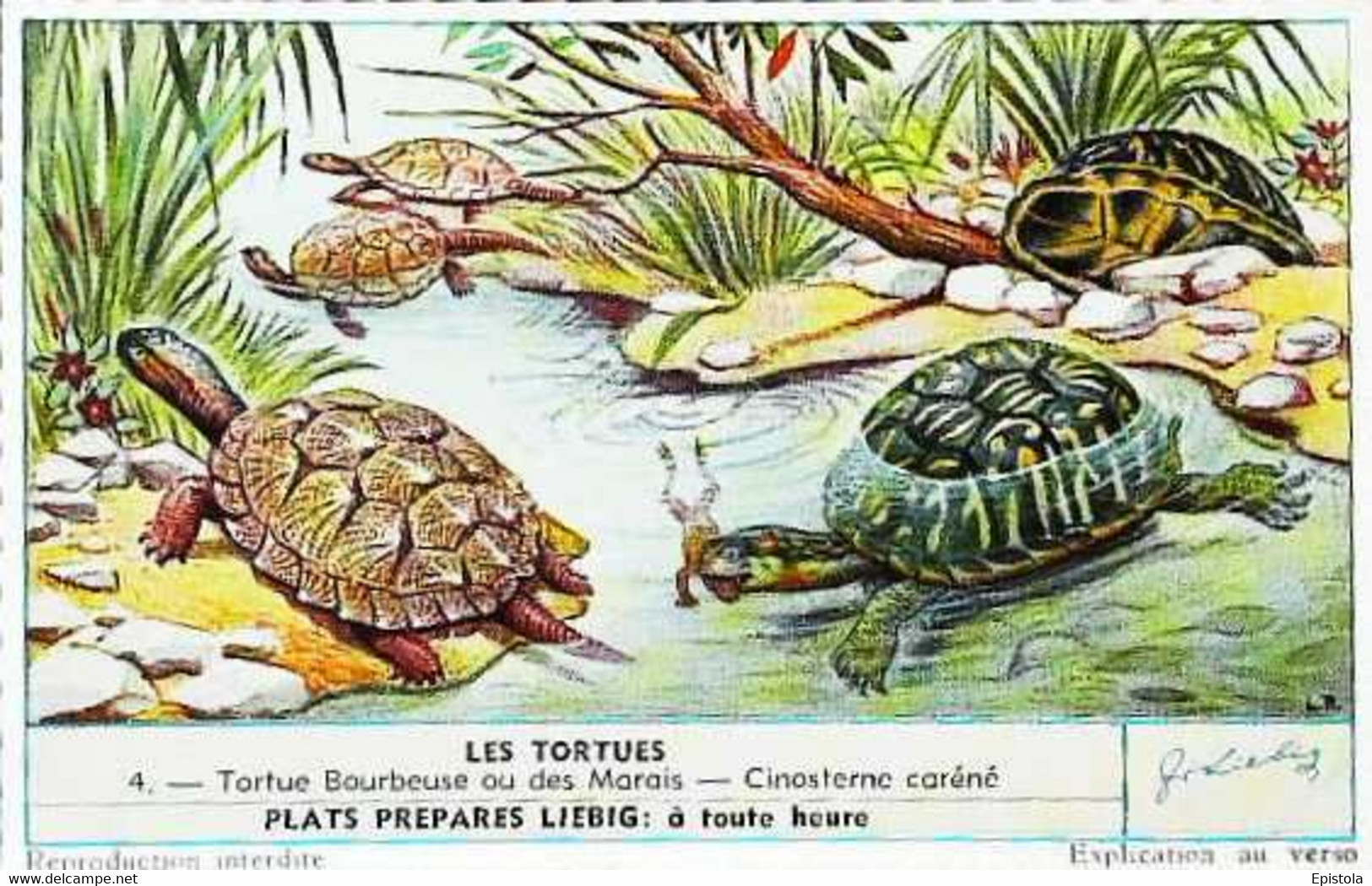 ►   Chromo Liebig  Les Tortues   Tortue Bourbeuse Ou Des Marais  Cinosterne Caréné - Liebig