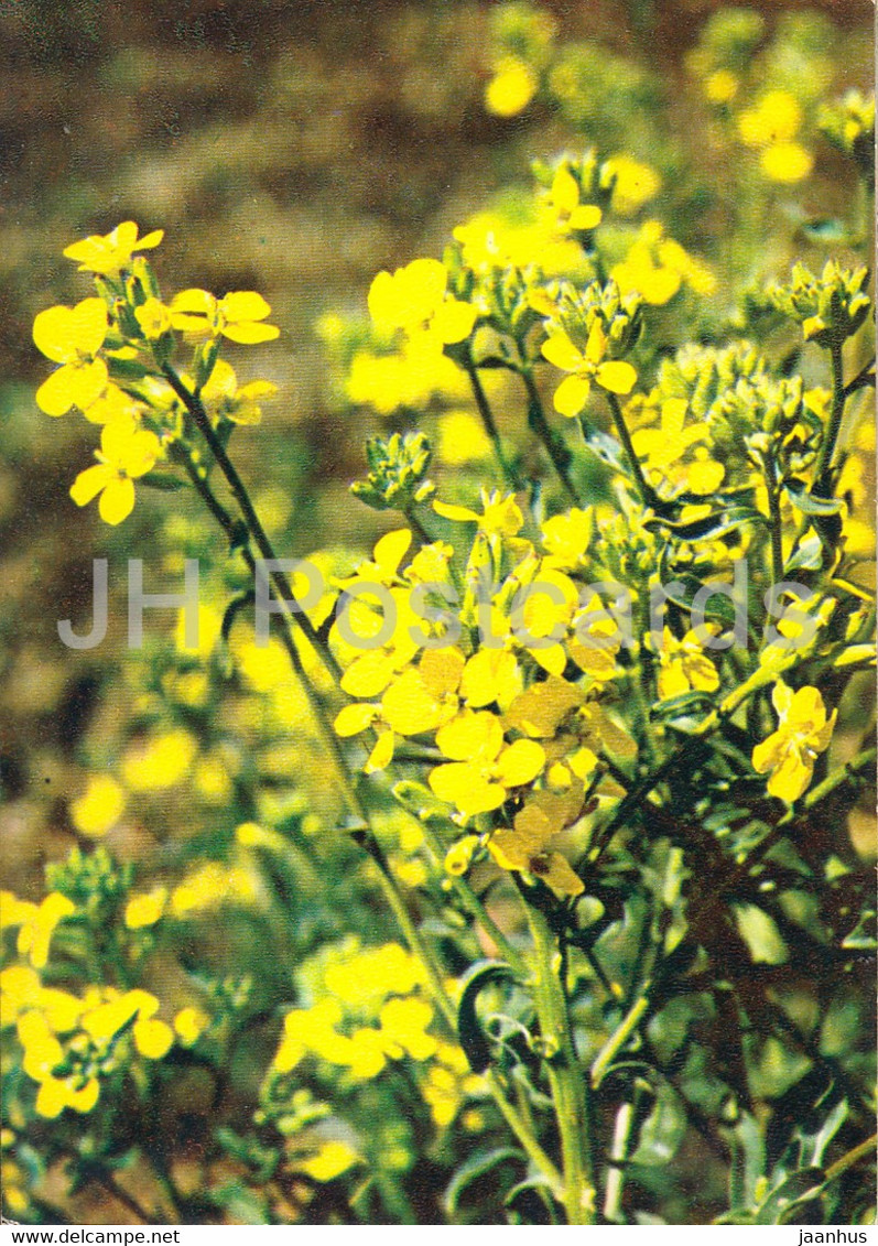 Diffuse Wallflowers - Erysimum Diffusum - Medicinal Plants - 1980 - Russia USSR - Unused - Plantes Médicinales