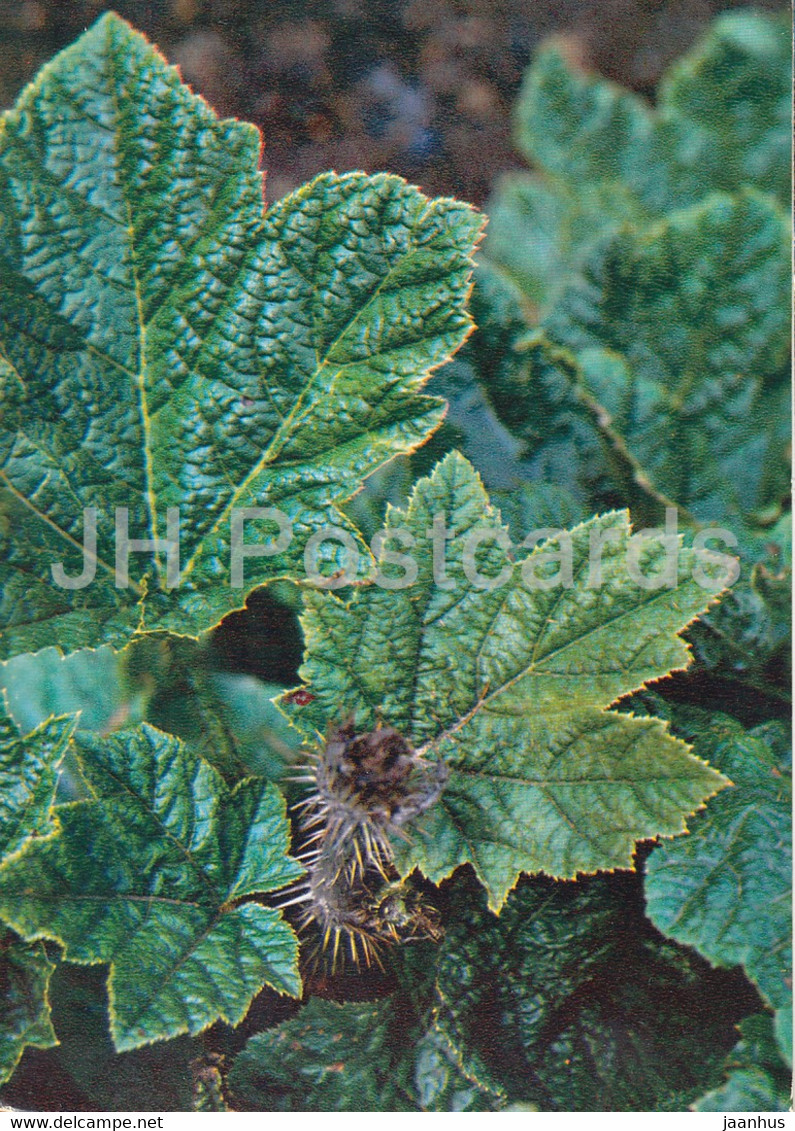 Nakai - Oplopanax Elatus - Medicinal Plants - 1980 - Russia USSR - Unused - Plantes Médicinales