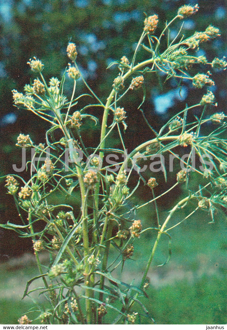 Plantago - Plantago Psyllium - Medicinal Plants - 1980 - Russia USSR - Unused - Geneeskrachtige Planten