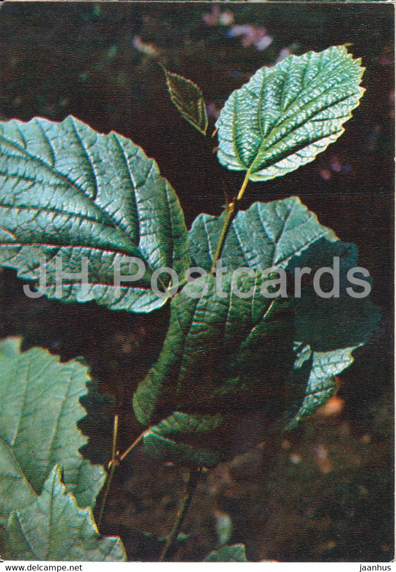 American Witch-hazel - Hamamelis Virginiana - Medicinal Plants - 1980 - Russia USSR - Unused - Medicinal Plants