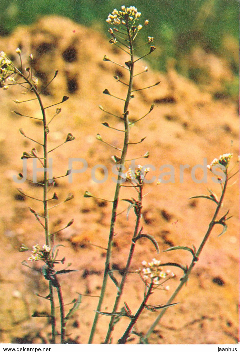 Shepherd's Purse - Capsella Bursa-pastoris - Medicinal Plants - 1980 - Russia USSR - Unused - Geneeskrachtige Planten