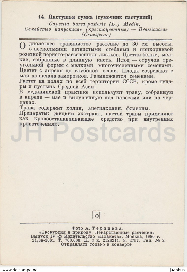 Shepherd's Purse - Capsella Bursa-pastoris - Medicinal Plants - 1980 - Russia USSR - Unused - Geneeskrachtige Planten