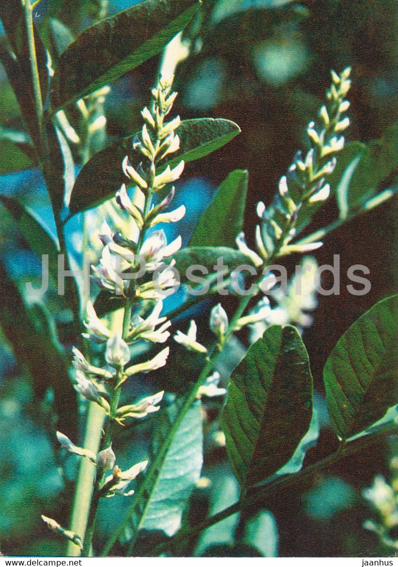Liquorice - Glycyrrhiza Glabra - Medicinal Plants - 1980 - Russia USSR - Unused - Plantes Médicinales