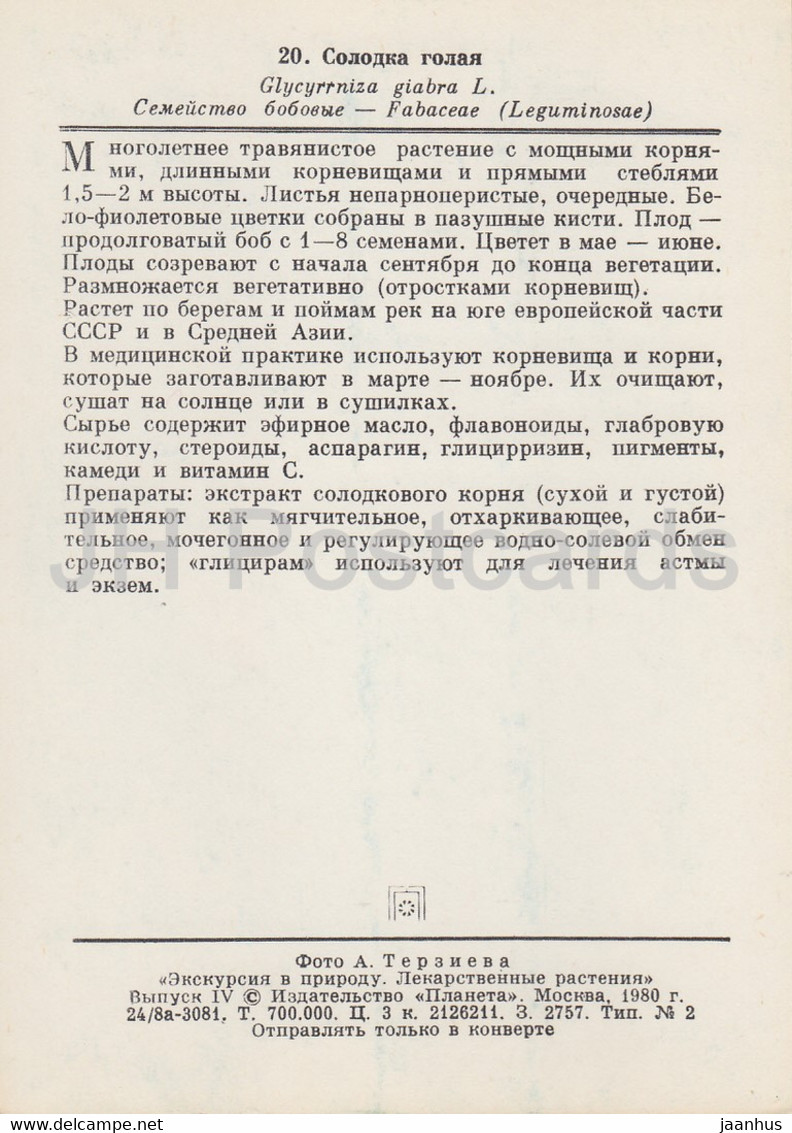Liquorice - Glycyrrhiza Glabra - Medicinal Plants - 1980 - Russia USSR - Unused - Plantes Médicinales