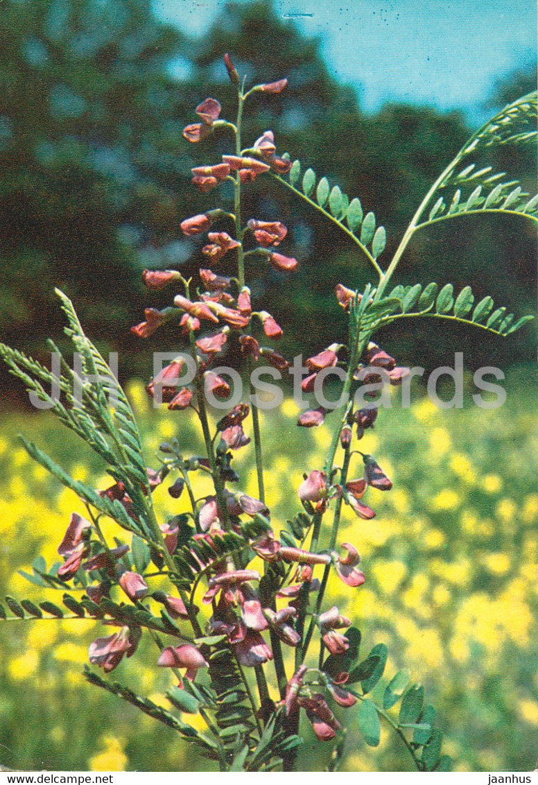 Alkali Swainsonpea - Sphaerophysa Salsula - Medicinal Plants - 1980 - Russia USSR - Unused - Geneeskrachtige Planten