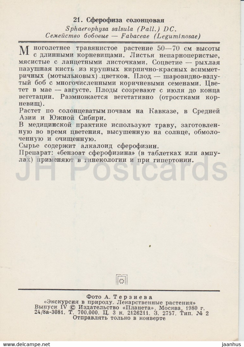 Alkali Swainsonpea - Sphaerophysa Salsula - Medicinal Plants - 1980 - Russia USSR - Unused - Geneeskrachtige Planten