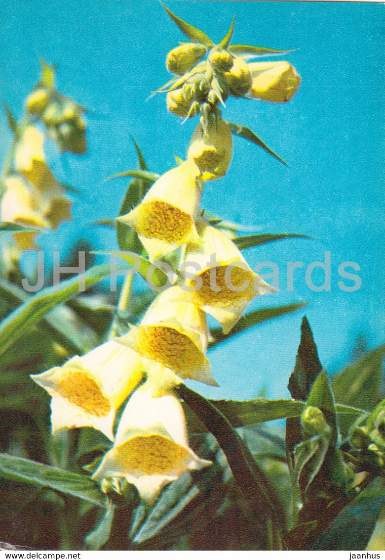 The Yellow Foxglove - Digitalis Grandiflora - Medicinal Plants - 1980 - Russia USSR - Unused - Geneeskrachtige Planten