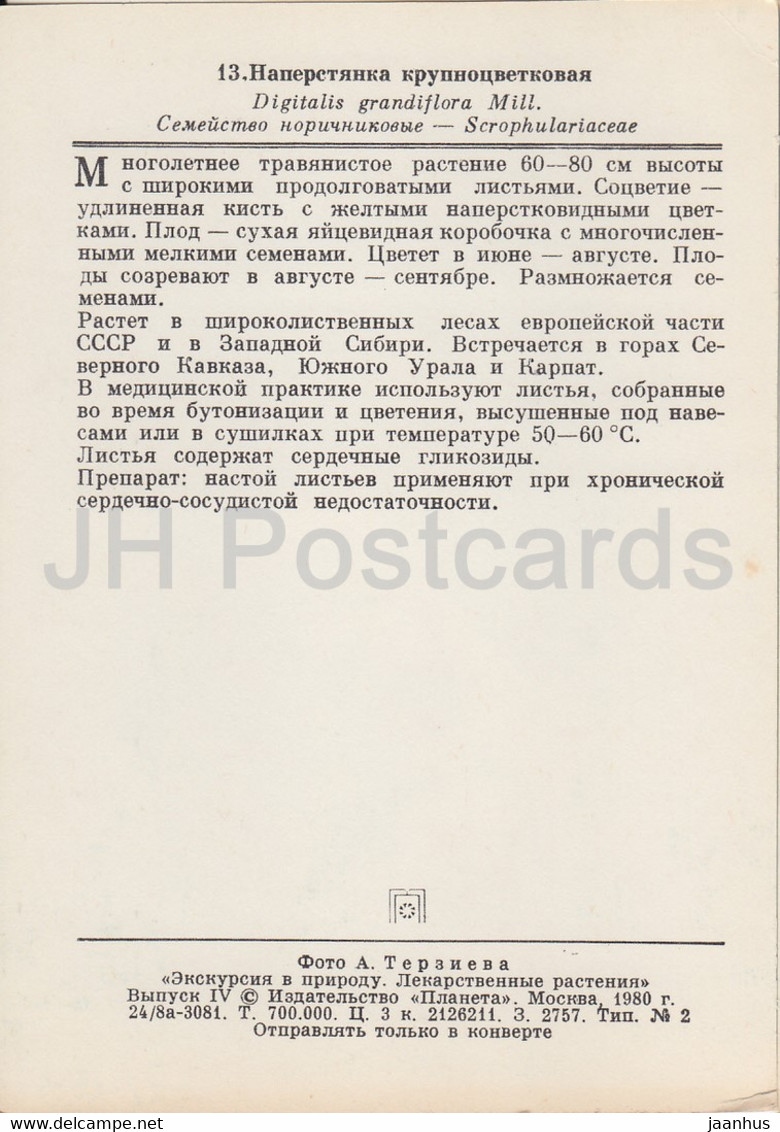 The Yellow Foxglove - Digitalis Grandiflora - Medicinal Plants - 1980 - Russia USSR - Unused - Geneeskrachtige Planten