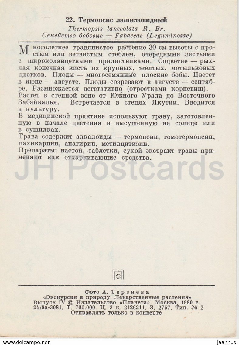 Tapered False Lupin - Thermopsis Lanceolata - Medicinal Plants - 1980 - Russia USSR - Unused - Plantes Médicinales