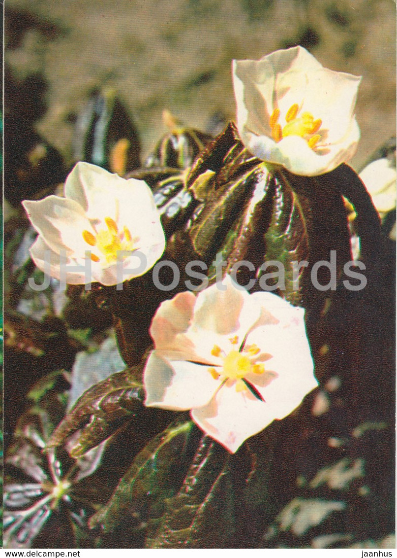 Mayapple - Podophyllum Peltatum - Medicinal Plants - 1980 - Russia USSR - Unused - Medicinal Plants