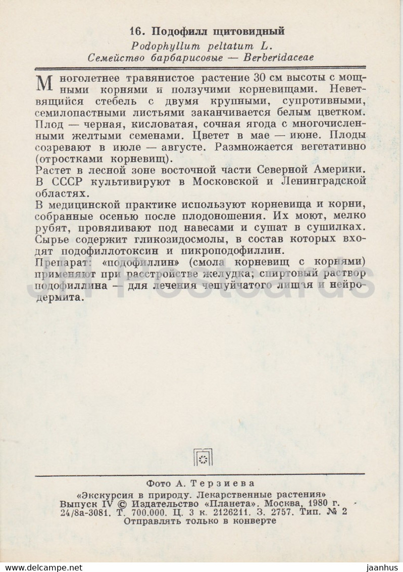 Mayapple - Podophyllum Peltatum - Medicinal Plants - 1980 - Russia USSR - Unused - Plantes Médicinales