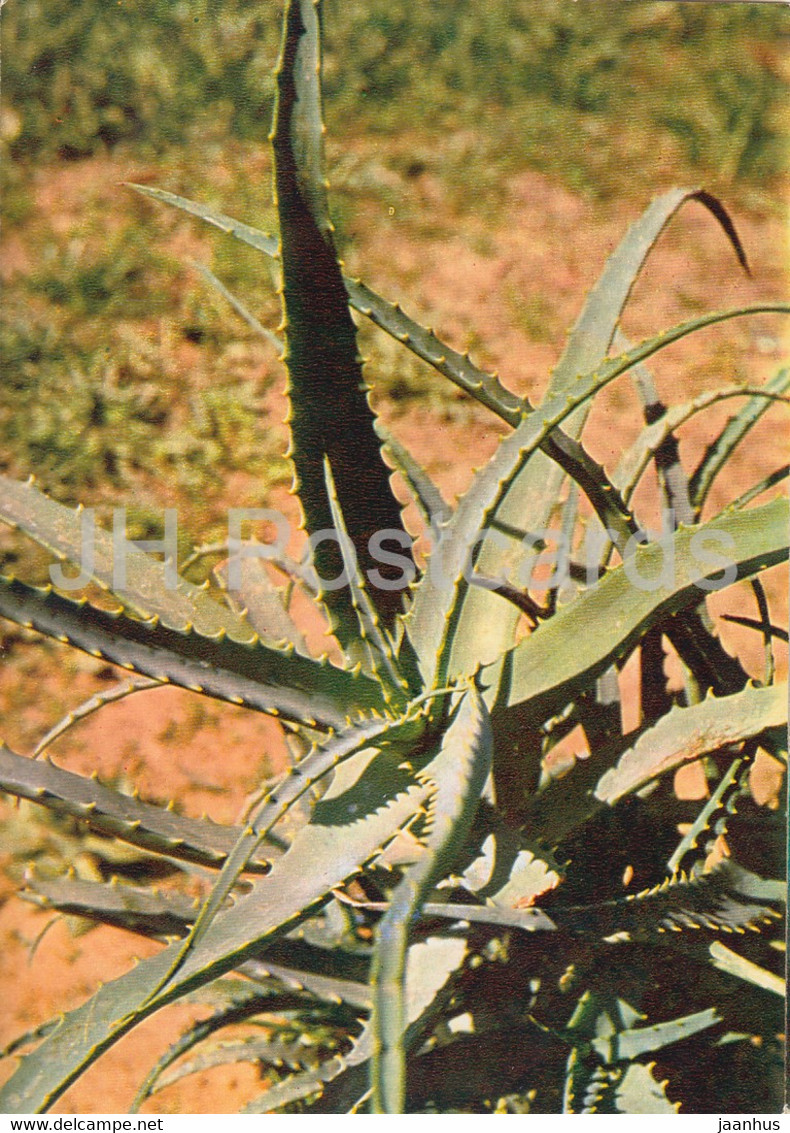 Candelabra Aloe - Aloe Arborescens - Medicinal Plants - 1980 - Russia USSR - Unused - Geneeskrachtige Planten