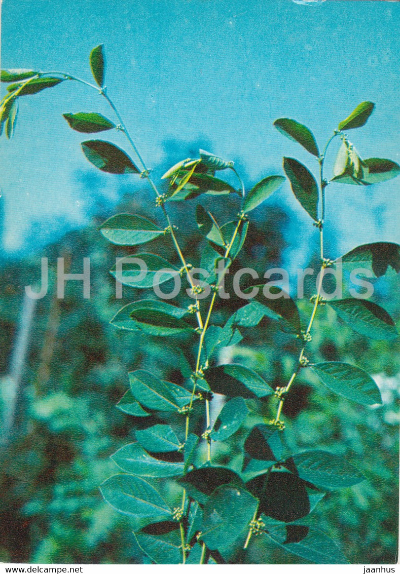 Deciduous Shrub - Securinega Suffruticosa - Medicinal Plants - 1980 - Russia USSR - Unused - Medicinal Plants