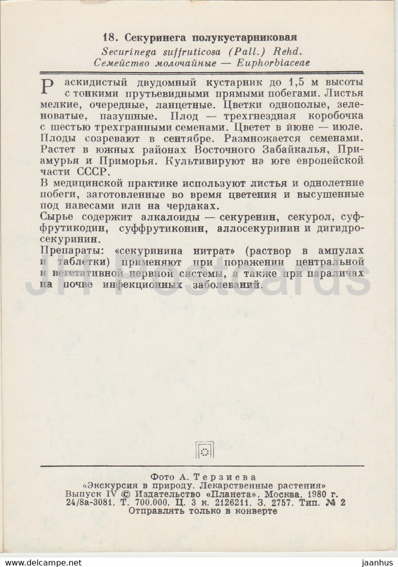 Deciduous Shrub - Securinega Suffruticosa - Medicinal Plants - 1980 - Russia USSR - Unused - Medicinal Plants