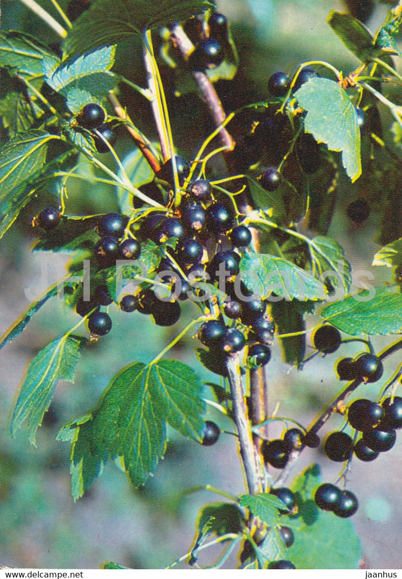 Blackcurrant - Ribes Nigrum - Medicinal Plants - 1980 - Russia USSR - Unused - Geneeskrachtige Planten