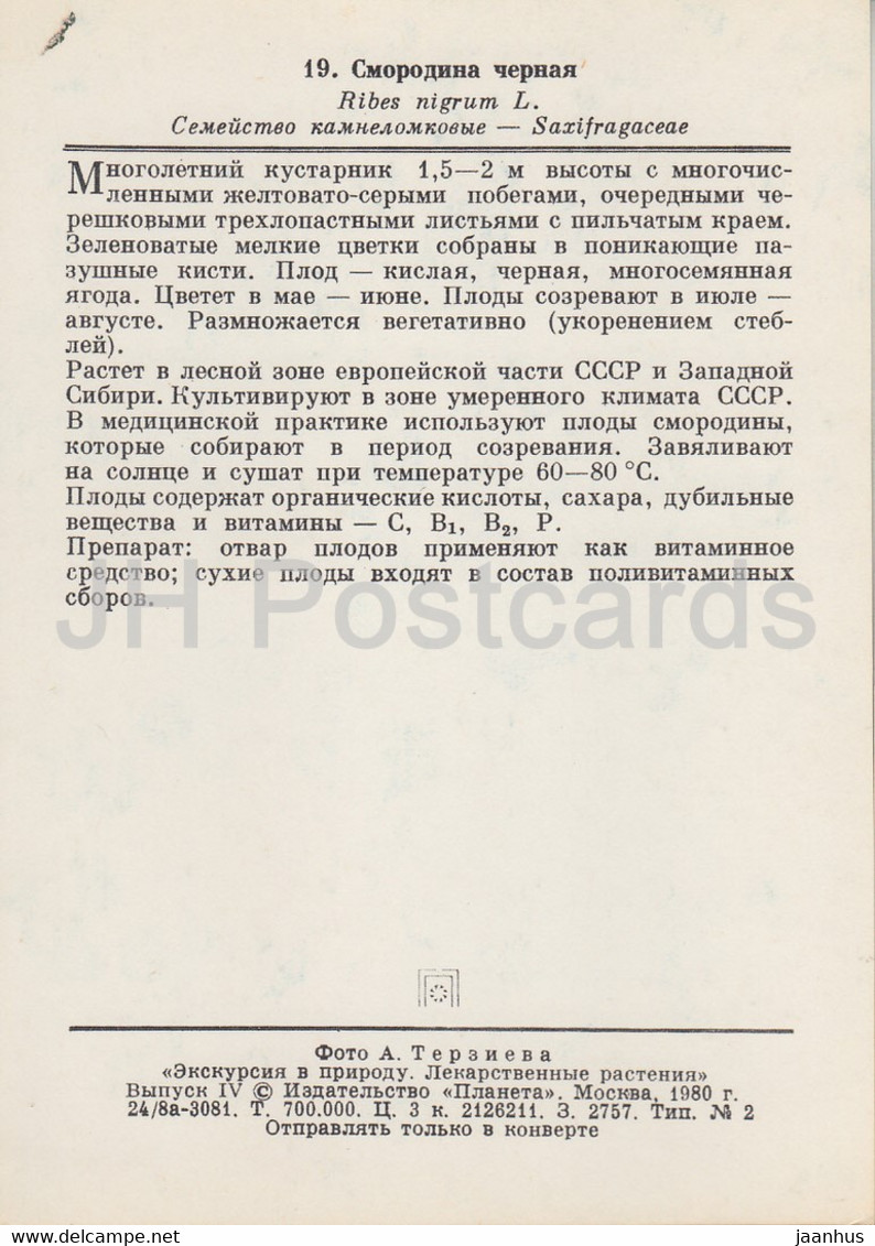 Blackcurrant - Ribes Nigrum - Medicinal Plants - 1980 - Russia USSR - Unused - Plantes Médicinales